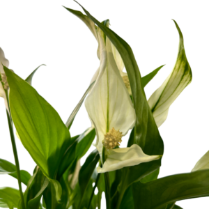 Spathiphyllum chopin - Lirio de paz