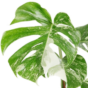 Monstera Albo Variegata (L)