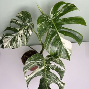 Monstera Albo Variegata (L)