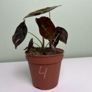 Alocasia Cuprea Red (M)