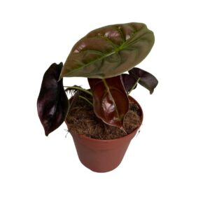 Alocasia Cuprea Red (M)