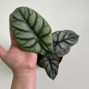 Alocasia silver dragon (M)